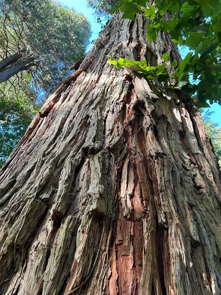 FB_IMG_1697444427279