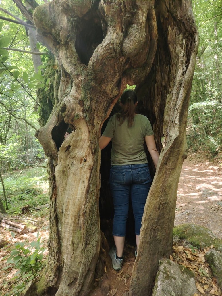 Médecine des arbres